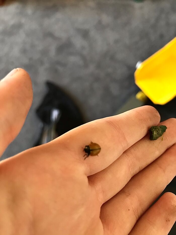 Not Exactly In My Garden, Found It In My Pool I Think? Spotless Ladybug/Ladybird