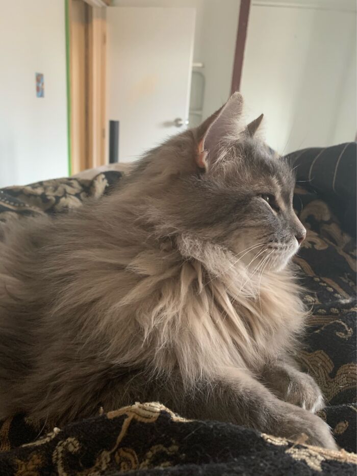 My Best Bud For 13 Years. Meet Sagwa.