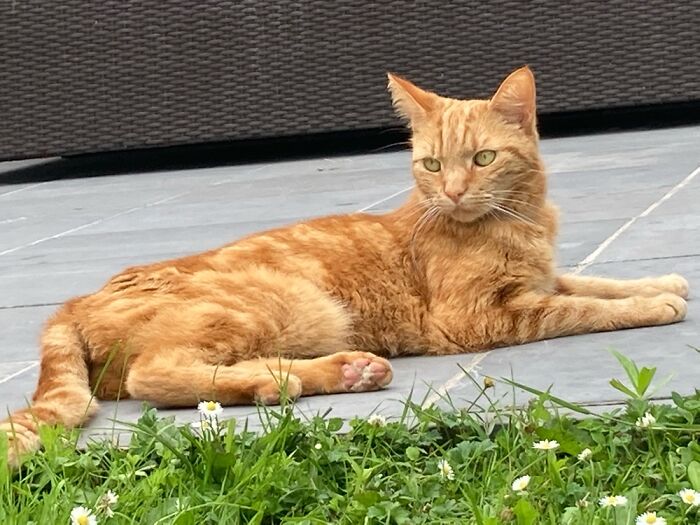 Had To Put Our 4 Yo Buddy Down Just 2 Weeks Ago… Miss Him So Much! F*ck You, Cancer!