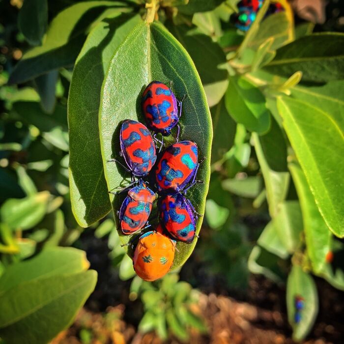 Christmas Bug Buddy Huddle