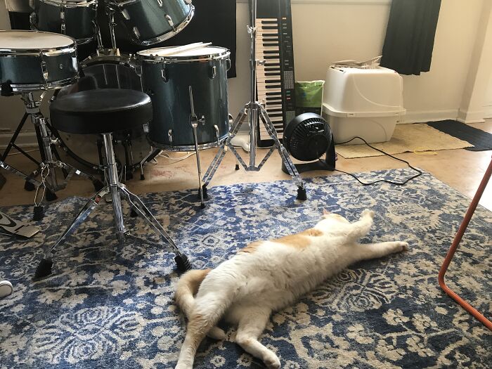 Caught Mid-Stretch (This Is Oliver Twist)