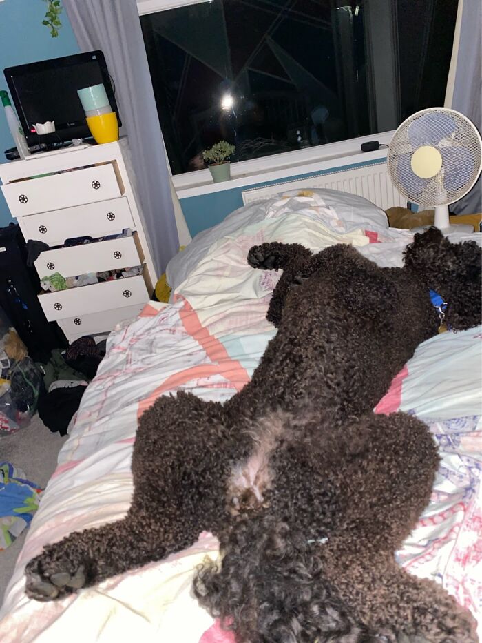 Break From Packing Nap!