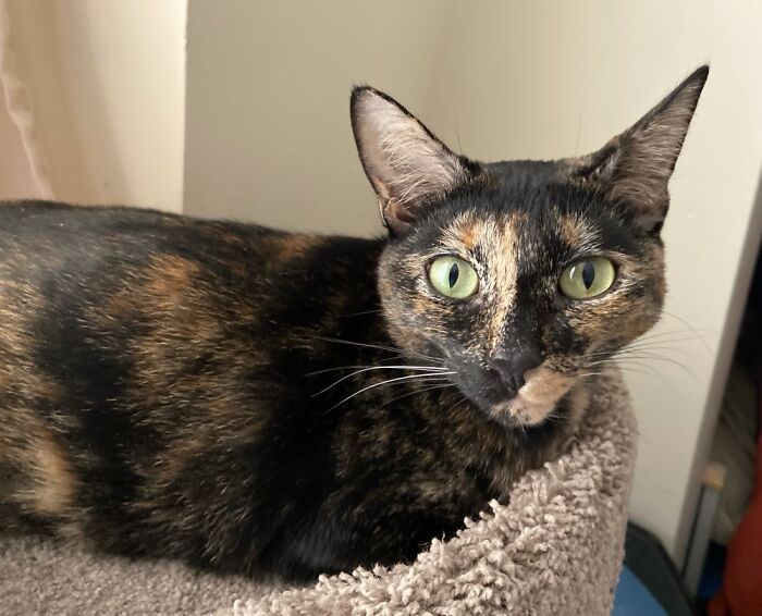 The Phabulous Phoebe