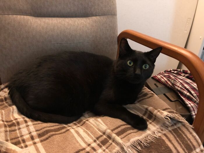 Homer Enjoying Phoebe’s Chair