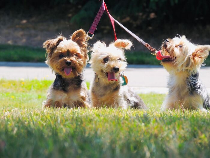 Wicket Winchester And Wiley, Happy Pupparoos.