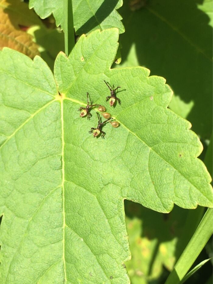 2 To 3mm Bugs Guarding Their Gold