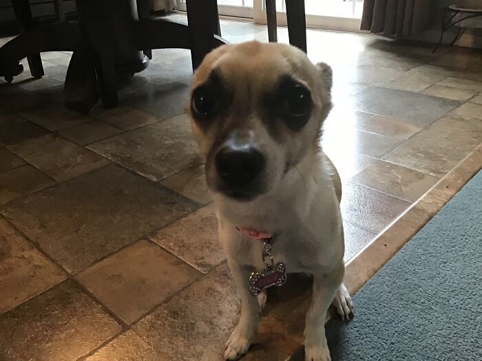 I Don’t Have A Cat, But This Is My Family Dog, Ellie. She Is Very Cat-Like. She Stands By The Door And Doesn’t Go Outside, Takes Up Your Whole Bed, And Even Rubbed Up Against Our Legs A Few Times. Happy Cat Day!