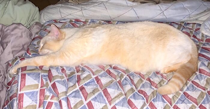 Kitton Doing One Of Her Favorite Things. Napping!