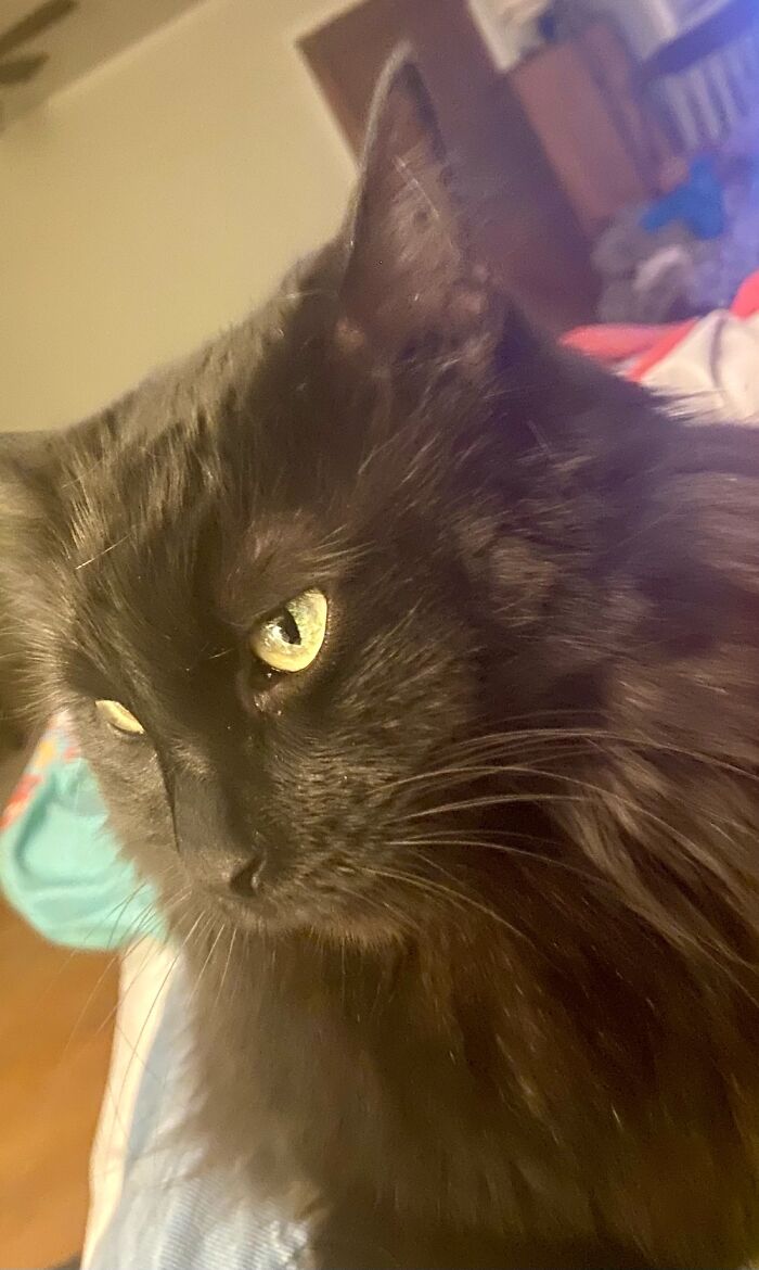 Venus, The Shy Girl.