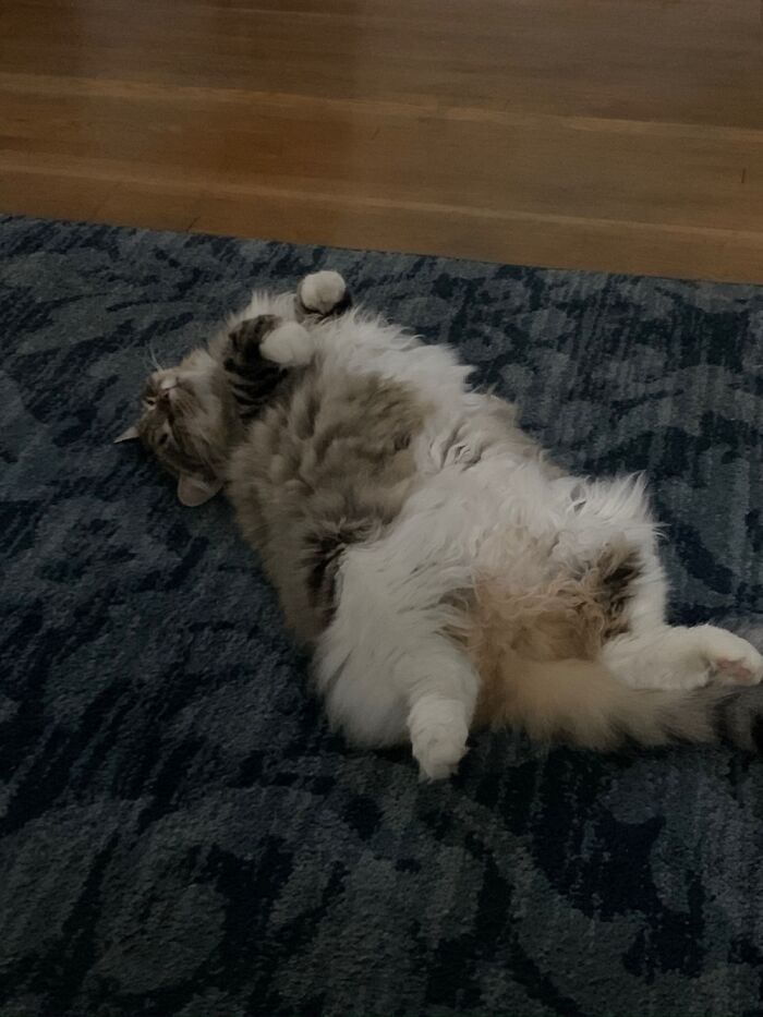 Fifi, My Ball Of Fluff