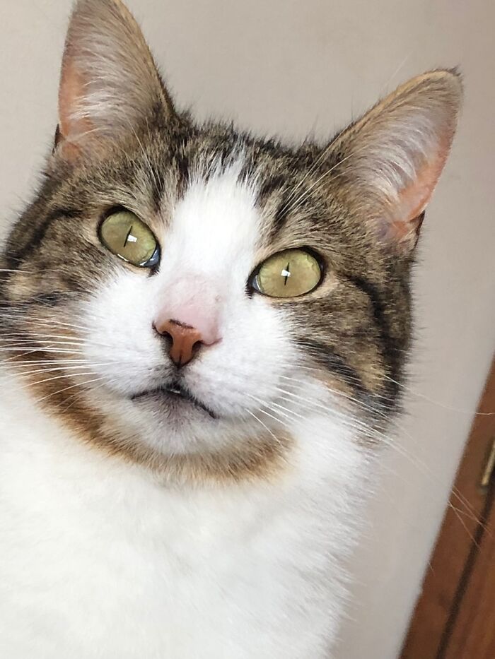 My Little Fluff Willow