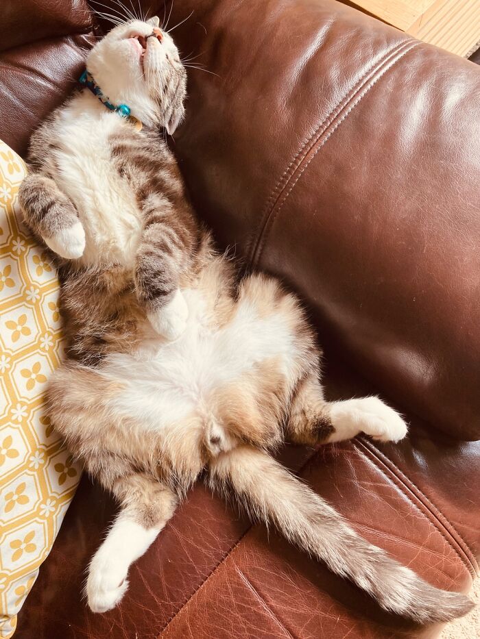 This Is Rocket. We Adopted Him From The Edinburgh Dog And Cat Home In April. Comfortable, Much?