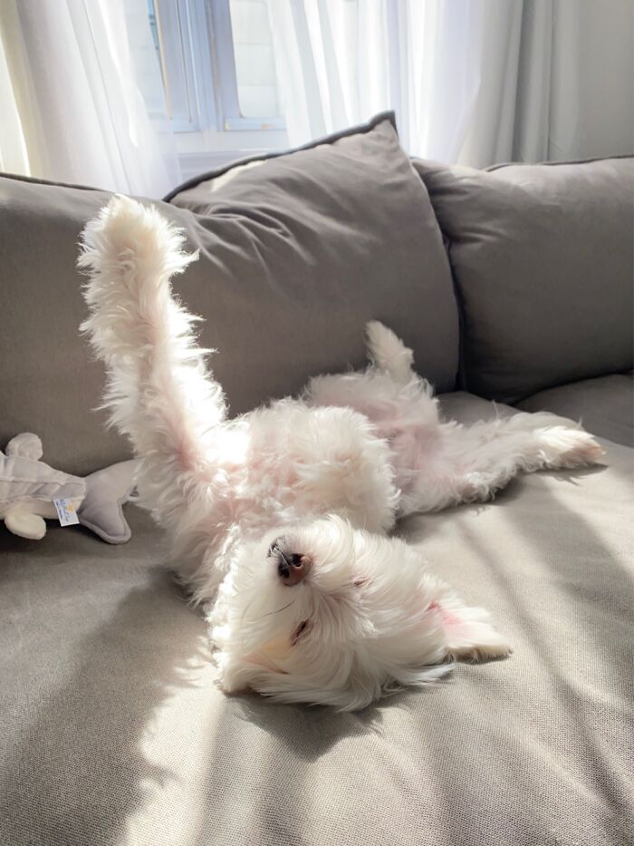 My Fur Baby Part 2 Lol