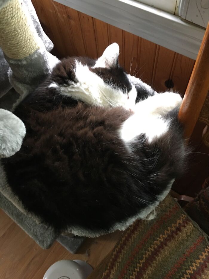 Random Lee More Floof