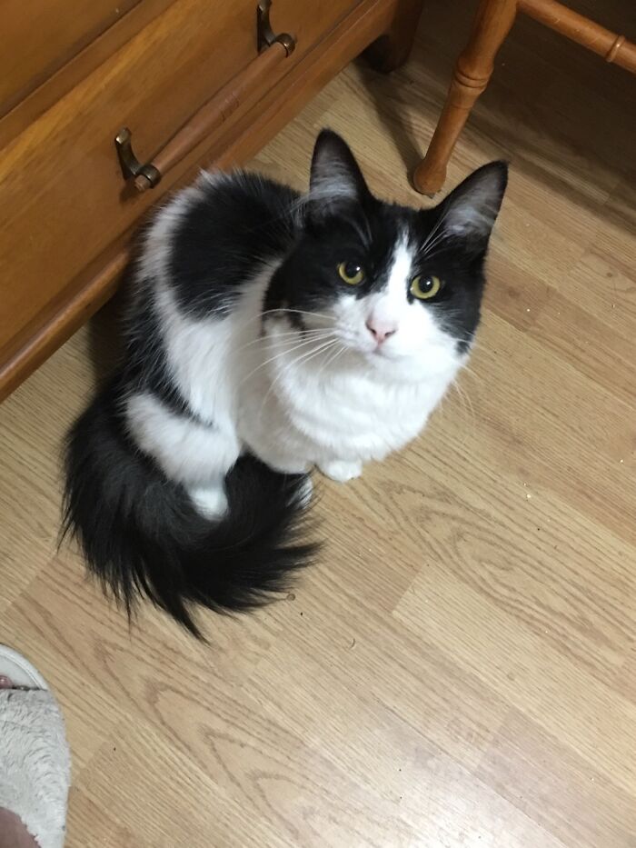 Ju Ju Bee Aka Junior. She Got The Ear An Tail Floofings.
