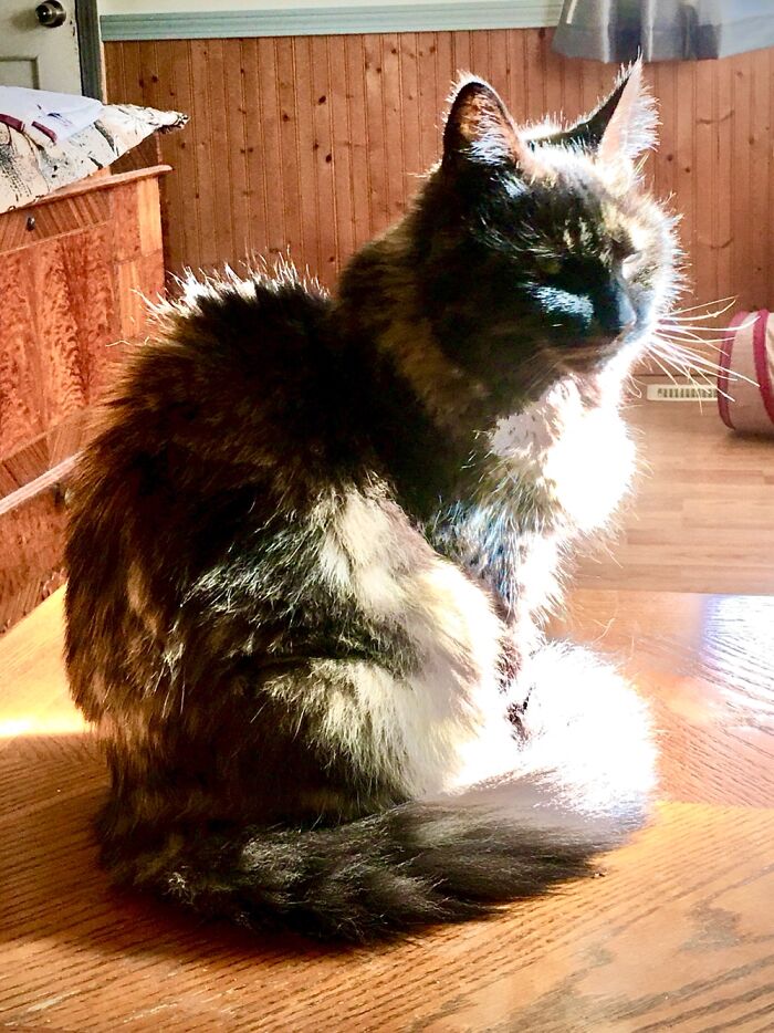 Glorious Spike Zulu Floofing In The Sun (Rip)