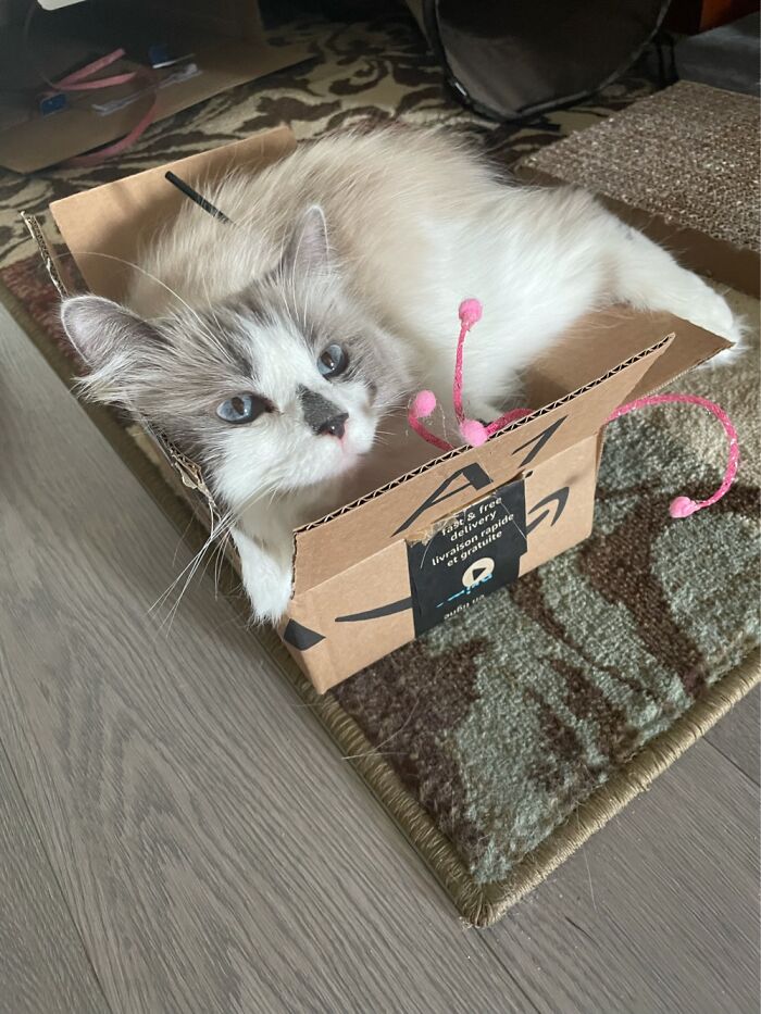 Lily Likes Her Boxes