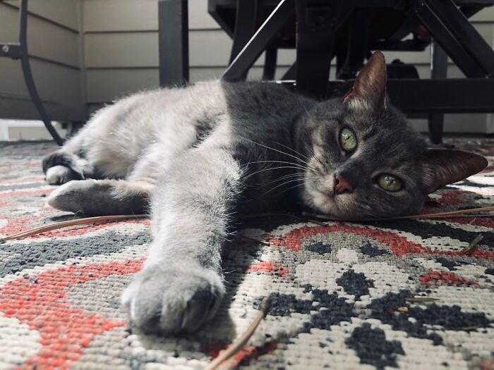 My 7 Year Old Daughter Captured This Shot Of Our Beautiful Kitty, Vega, Basking In The Sun.