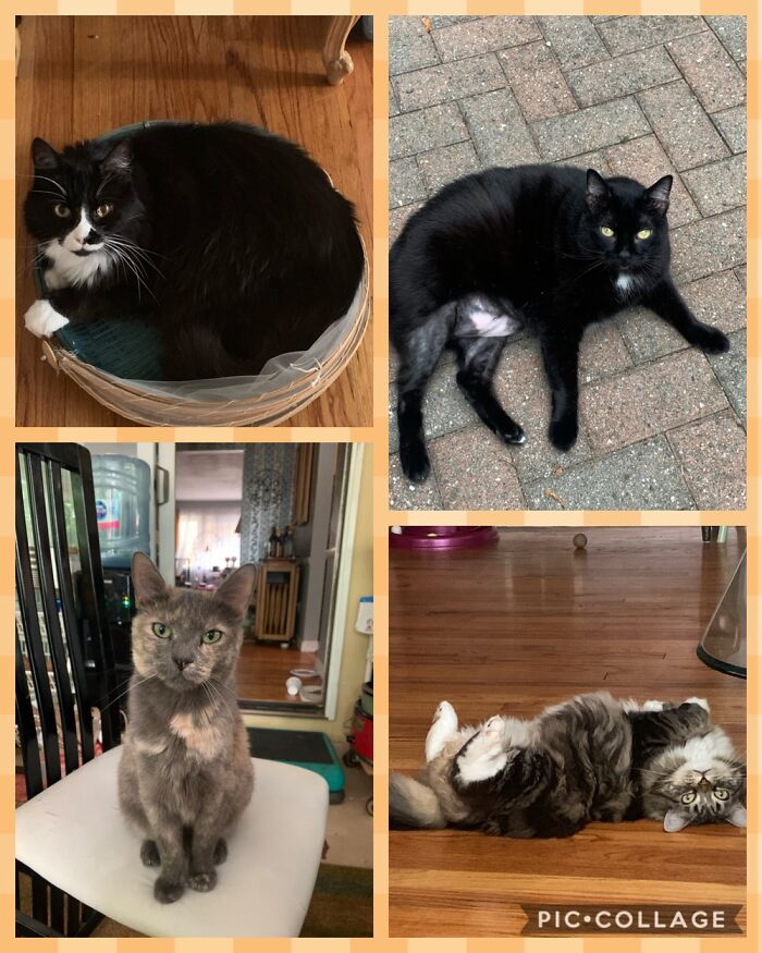 My Babies (Going Clockwise) Xavier (15), Josephine (11), Fluffy (10) And Riley (14)