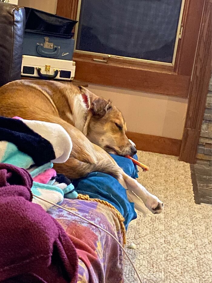 With A Dog Bone Hanging Out Of Her Mouth