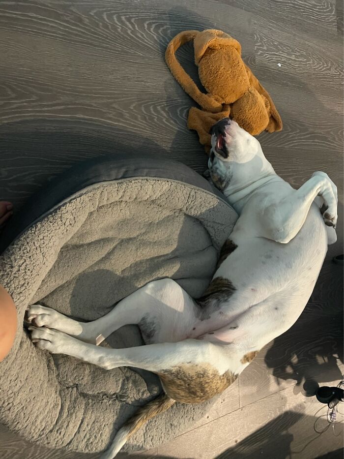 Baby, The American Bulldog