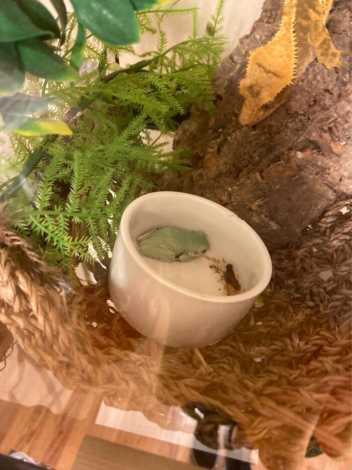 When I Brought Her Home She Fell Asleep In My Gecko’s Food Bowl (They Don’t Live Together Btw)
