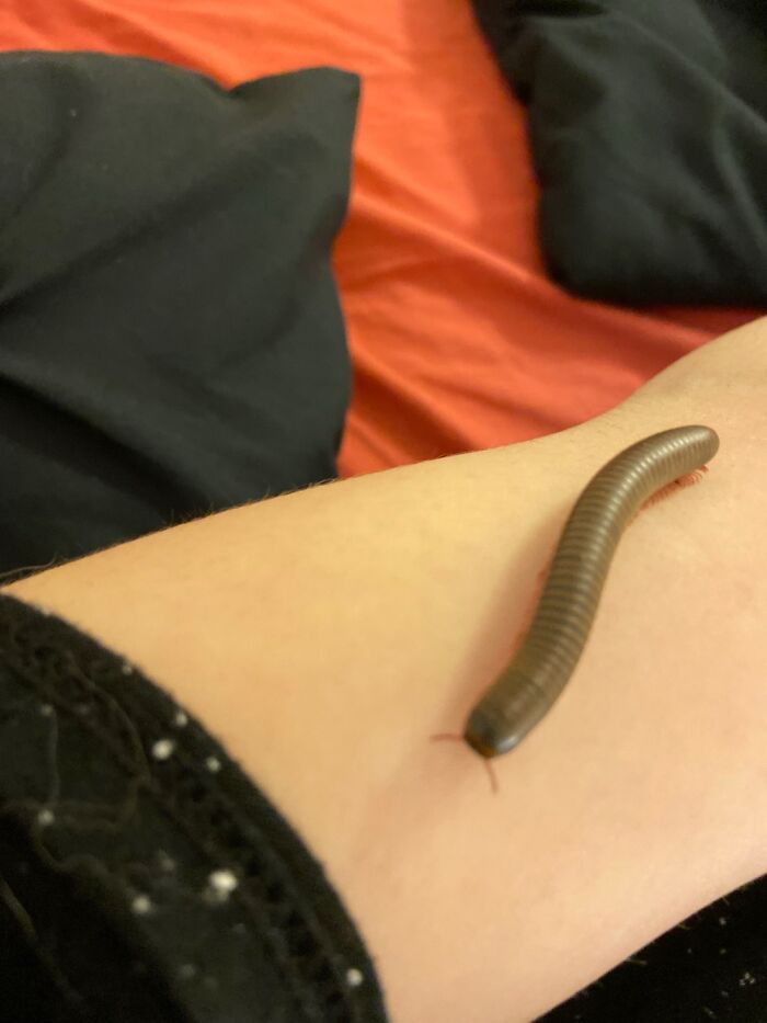 My Millipede Named Millie