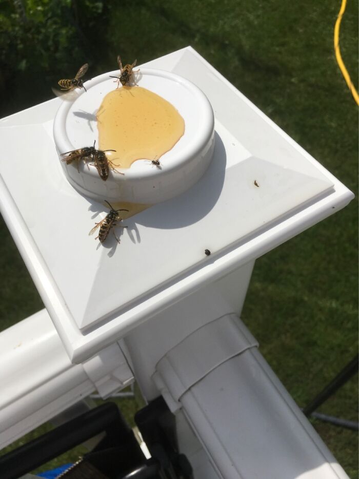 Mah Boys, Feasting At The Trough