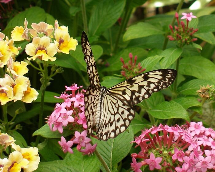 Paper Kite Butterfly