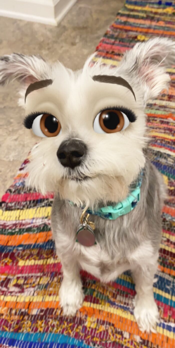 New Take On Puppy Eyes