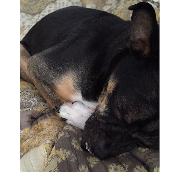 A Sleeping Pit-Loaf.