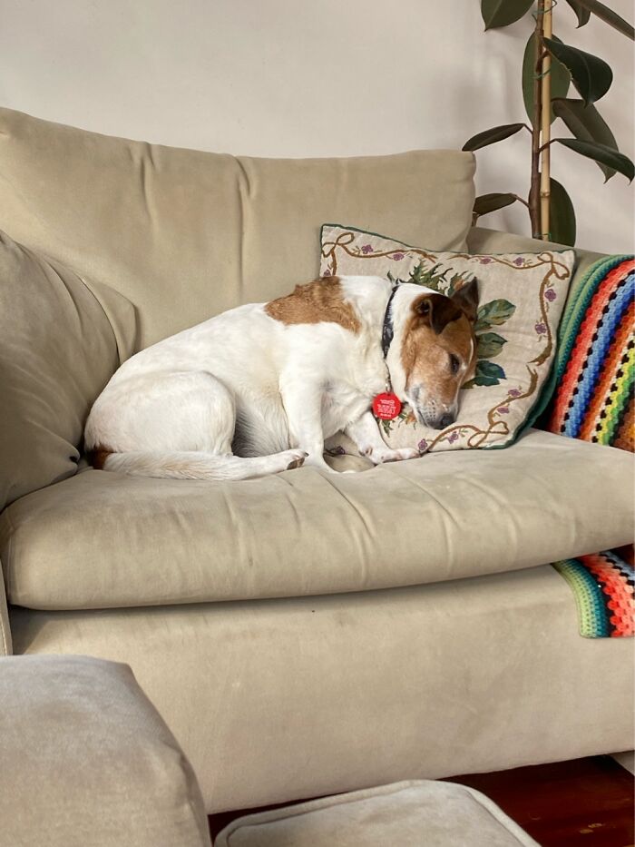 Sprocket Is Dog Tired