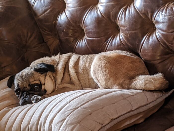 Pug Loaf