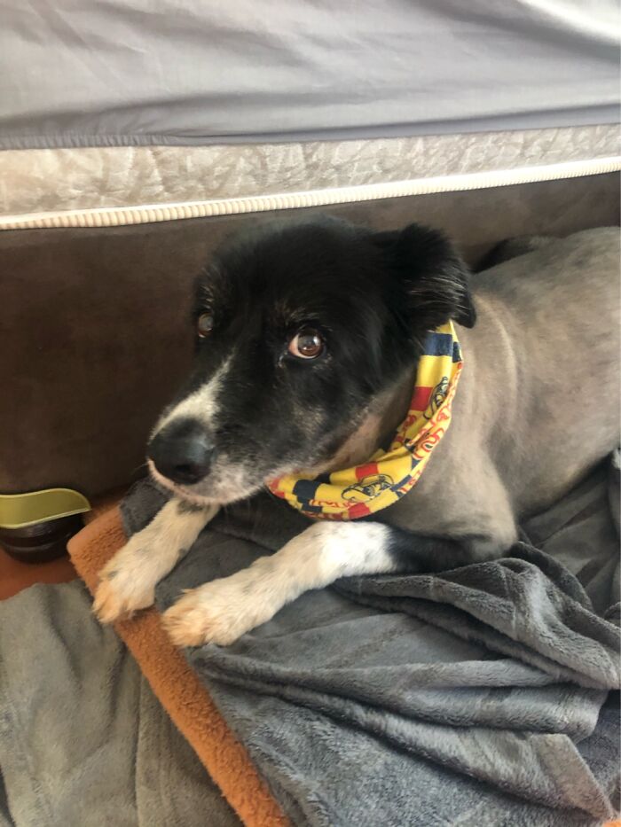 Ripley Loves My Chappies Mask. 🤣