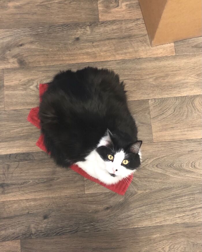Bread Loaf On The Towel I Dropped.