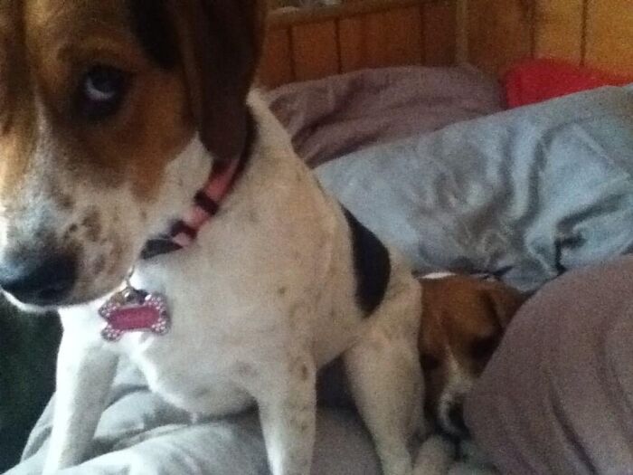 “I’m Behaving…” (As She Was Sitting On My Other Dog). Bailey And Piper Always Made Me Laugh.