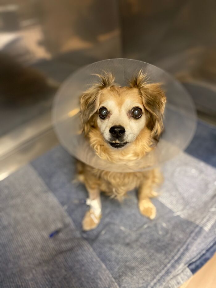 Tater-Tot (Healthy At Home Now💗)