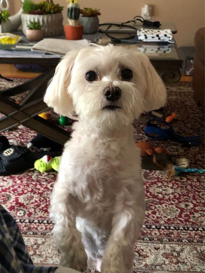 My Man Gizmo. He Is Awesome 🐶