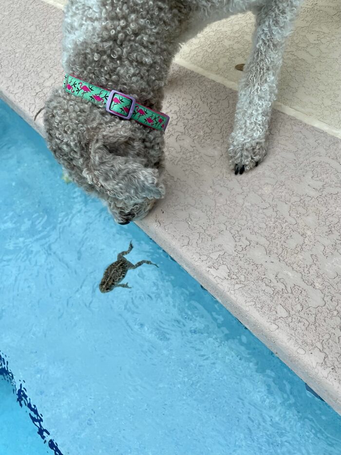 Winnie Watching A Frog!!