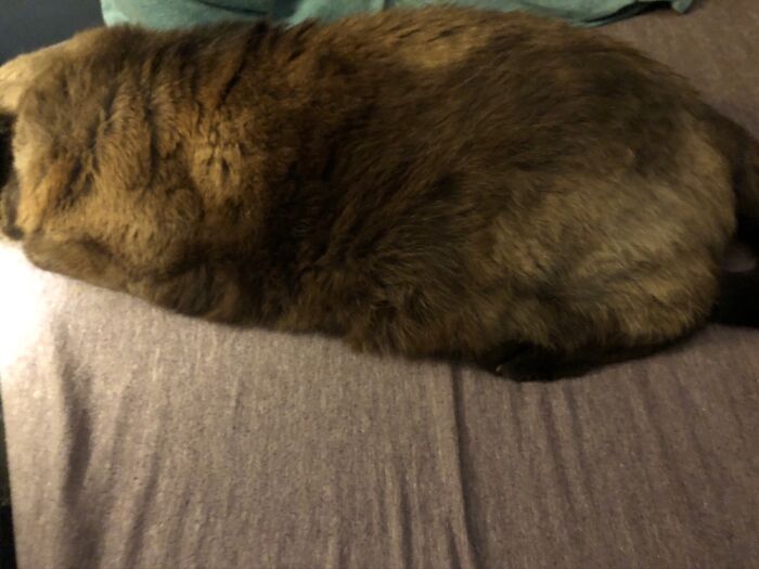 This Annabelle Looking Like A Loaf Of Bread Or A Meatloaf