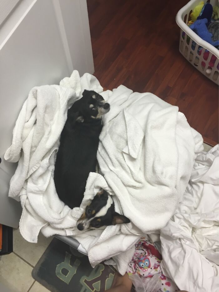 They Love The Warm Towels From The Dryer :)