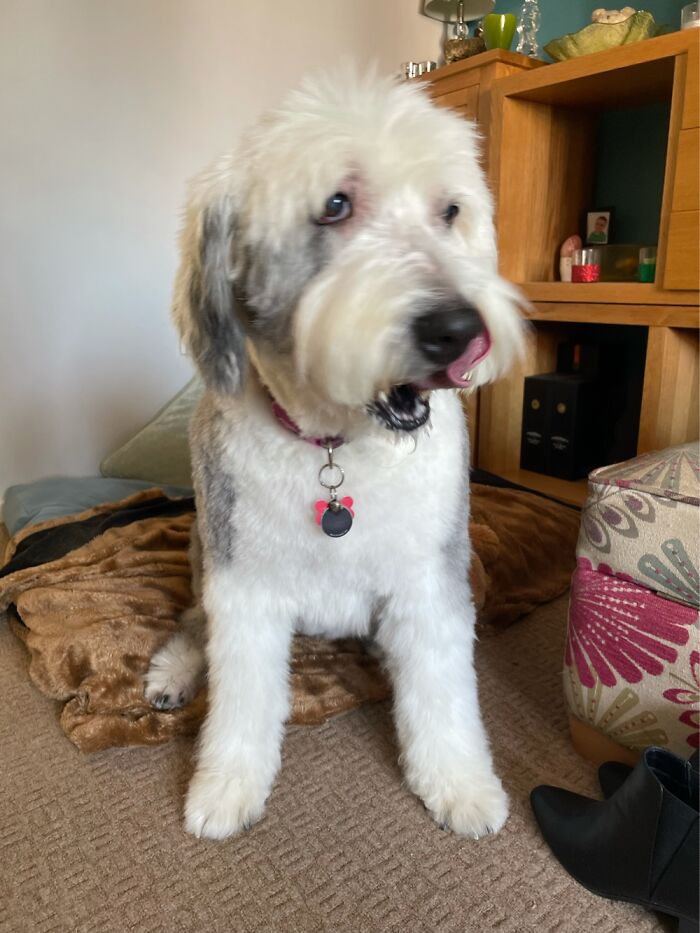 Harley After A Haircut.