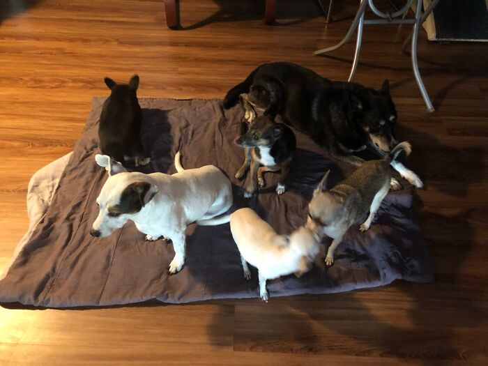 Pups Are Like Potato Chips…….we Couldn’t Have Just One🥰🥰🥰🥰🥰