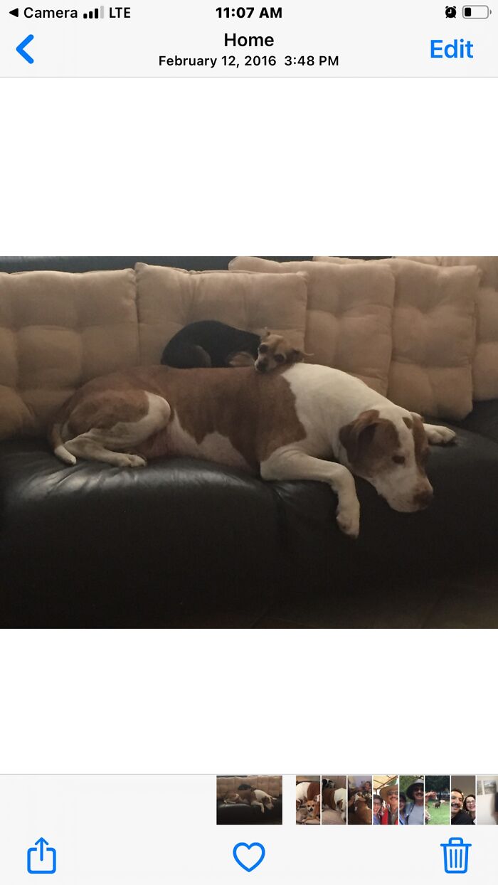 This Is Gigi A Best Friend Beba A Chihuahua🐾🐾🐾