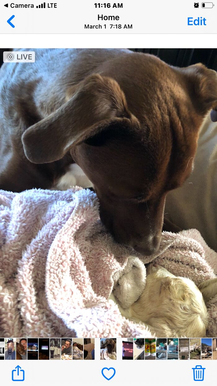 Choco The Sheepsitter🐾🐾