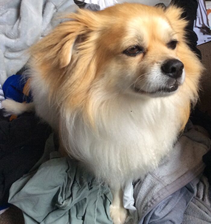 My Majestic Fluffy Boy Teddy.