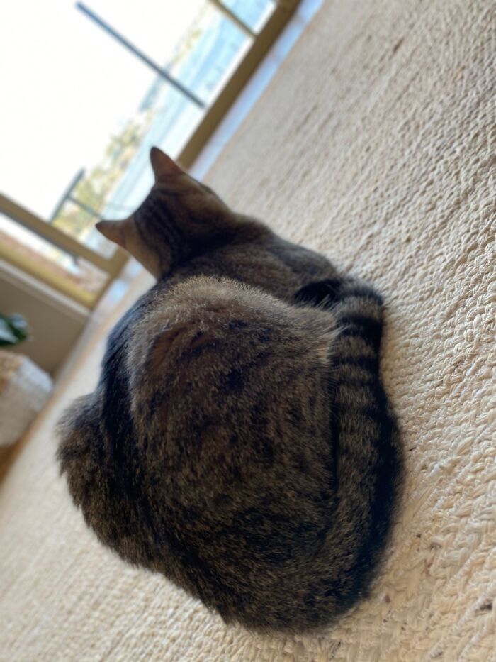 Wolf Watching The World Outside