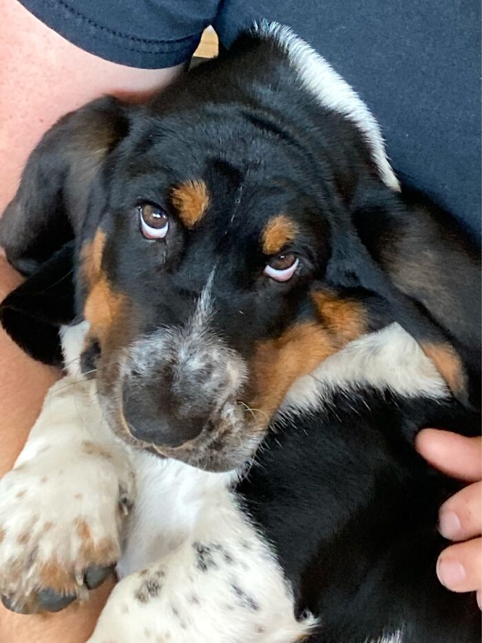 Fred The Basset Hound