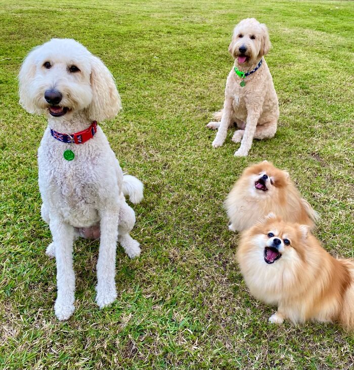 From Left, Grace, Bonnie, Ellie And Lucy.