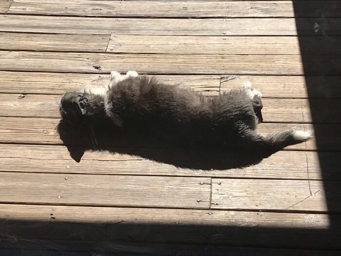 Solar Loaf